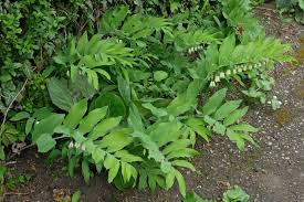 Attēlu rezultāti vaicājumam “Polygonatum multiflorum  leaf”