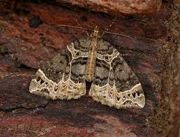 Attēlu rezultāti vaicājumam “Ecliptopera silaceata”