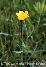Attēlu rezultāti vaicājumam “Ranunculus elatior leaf”
