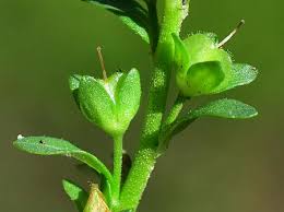 Attēlu rezultāti vaicājumam “Veronica serpyllifolia bud”