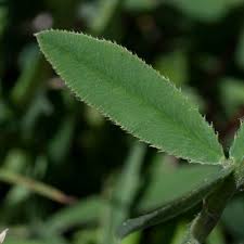 Attēlu rezultāti vaicājumam “Trifolium montanum leaf”