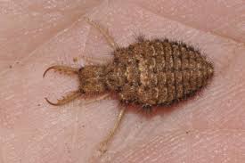 Attēlu rezultāti vaicājumam “Myrmeleontidae”