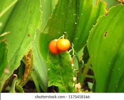 Attēlu rezultāti vaicājumam “Convallaria majalis fruit”