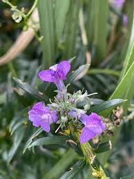 Image result for Linaria purpurea