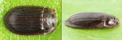 Attēlu rezultāti vaicājumam “Ostoma ferruginea”