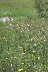 Attēlu rezultāti vaicājumam “Helictotrichon pubescens”