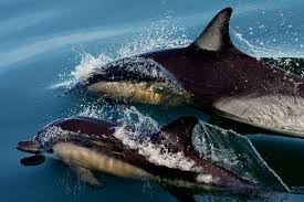 Image result for Delphinus delphis
