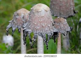 Attēlu rezultāti vaicājumam “Coprinus comatus”