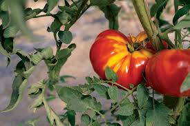 Afbeeldingsresultaat voor mortgage lifter bicolor strain tomato