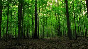 Image result for лес,