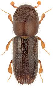 Attēlu rezultāti vaicājumam “Scolytidae”