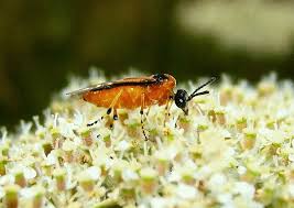 Attēlu rezultāti vaicājumam “Nematus ribesii”