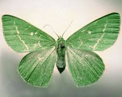 Attēlu rezultāti vaicājumam “Thetidia smaragdaria”