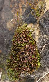 Attēlu rezultāti vaicājumam “Schistidium apocarpum”