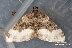 Attēlu rezultāti vaicājumam “Euphyia unangulata”