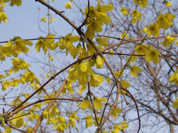 Attēlu rezultāti vaicājumam “Forsythia viridissima flower”