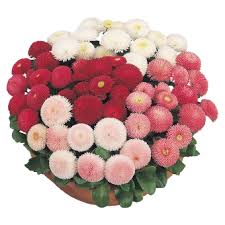 Attēlu rezultāti vaicājumam “Bellis perennis bud”