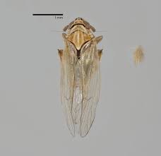Attēlu rezultāti vaicājumam “Javesella pellucida”