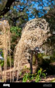 Image result for Miscanthus sinensis Zebrina