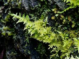 Attēlu rezultāti vaicājumam “Thuidium”