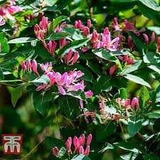 Attēlu rezultāti vaicājumam “Lonicera tatarica flower”