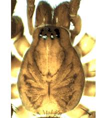 Attēlu rezultāti vaicājumam “Agroeca brunnea”