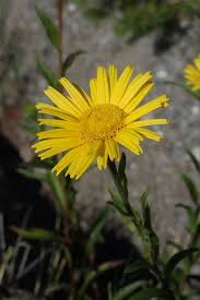Image result for Buphthalmum salicifolium