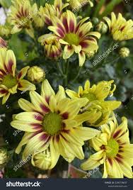 Image result for Chrysanthemum segetum