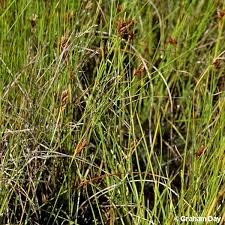 Attēlu rezultāti vaicājumam “Rhynchospora fusca”