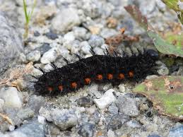 Attēlu rezultāti vaicājumam “Argynnis aglaja underside”