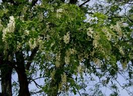 Attēlu rezultāti vaicājumam “Robinia pseudoacacia”