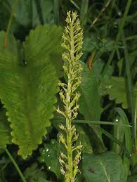 Attēlu rezultāti vaicājumam “Malaxis monophyllos flower”