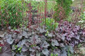 Image result for Heuchera `Swirling Fantasy`