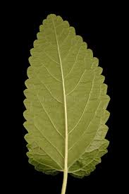 Attēlu rezultāti vaicājumam “Stachys officinalis leaf”