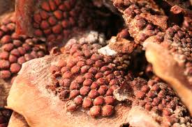 Attēlu rezultāti vaicājumam “Pucciniastrum areolatum”