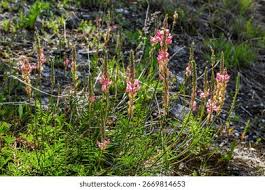 Attēlu rezultāti vaicājumam “Onobrychis arenaria”