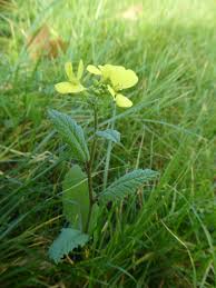 Attēlu rezultāti vaicājumam “Sinapis arvensis fruit”