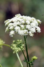 Image result for Angelica silvestris