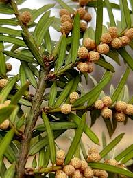 Attēlu rezultāti vaicājumam “Taxus baccata male flower”