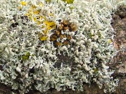 Attēlu rezultāti vaicājumam “Physcia tenella”