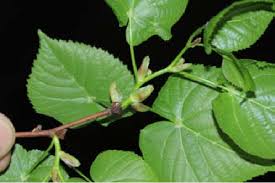 Attēlu rezultāti vaicājumam “Tilia platyphyllos subsp. platyphyllos”