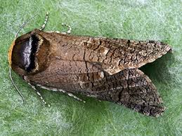 Attēlu rezultāti vaicājumam “Cossus cossus imago”