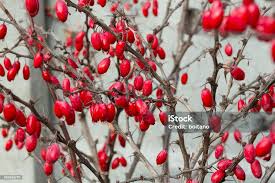 Attēlu rezultāti vaicājumam “Berberis thunbergii fruit”