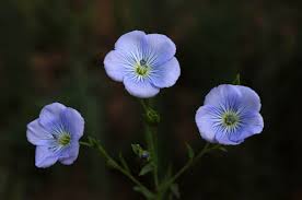 Attēlu rezultāti vaicājumam “Linaceae”