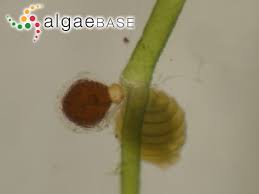 Attēlu rezultāti vaicājumam “Nitella flexilis”