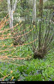 Attēlu rezultāti vaicājumam “Salix myrsinifolia”