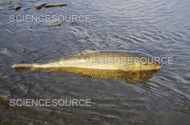 Image result for Catostomus commersonii