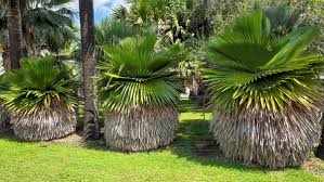 Attēlu rezultāti vaicājumam “Conardia compacta macro”