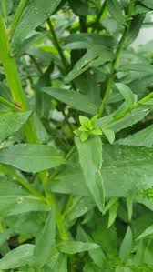 Attēlu rezultāti vaicājumam “Veronica longifolia leaf”