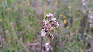 Attēlu rezultāti vaicājumam “Eriophorum latifolium flower”